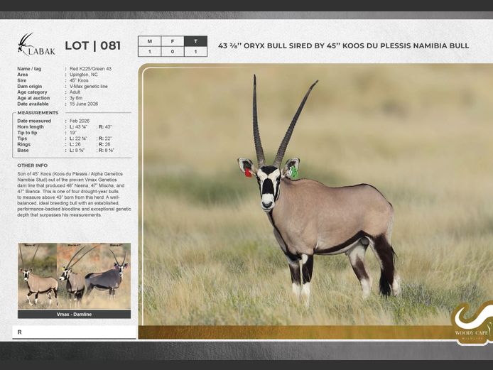 Oryx - Common | LRA 1812 (Pty) Ltd