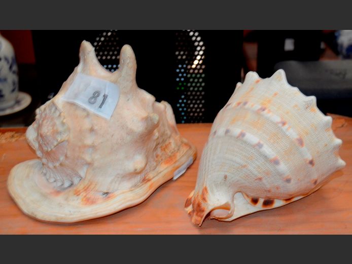 QUEEN CONCH SHELL & A QUEEN HELMET SHELL
