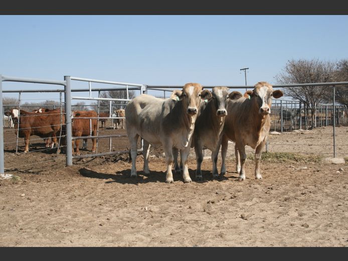 Commercial Animals