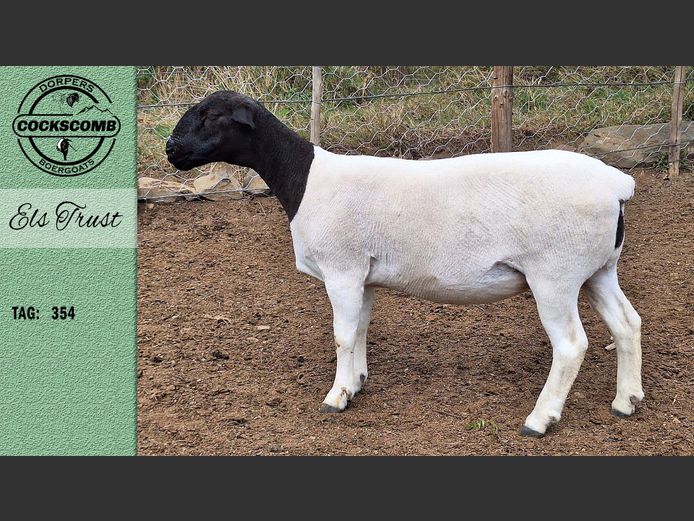 24-354  |  Els Trust