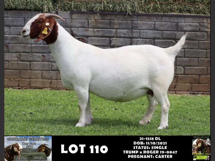 21-1518 DL | DAWID LOUW