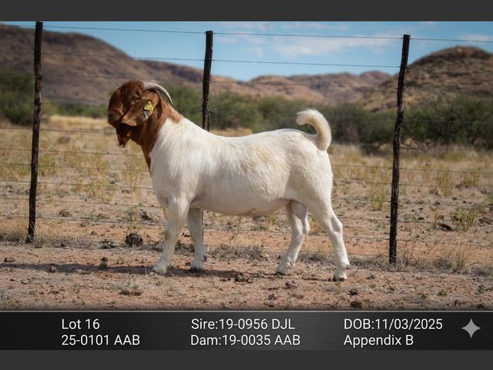 25-0101 AAB | AC BOERBOKSTOET