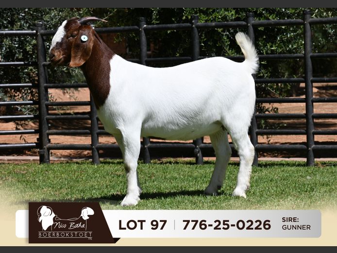 776-25-0226 | Nico Botha Boerbokstoet