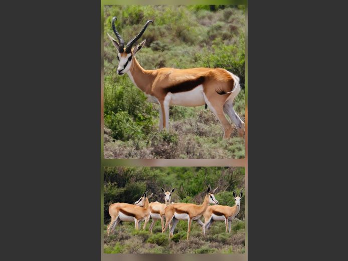 Damara Springbok Ooie