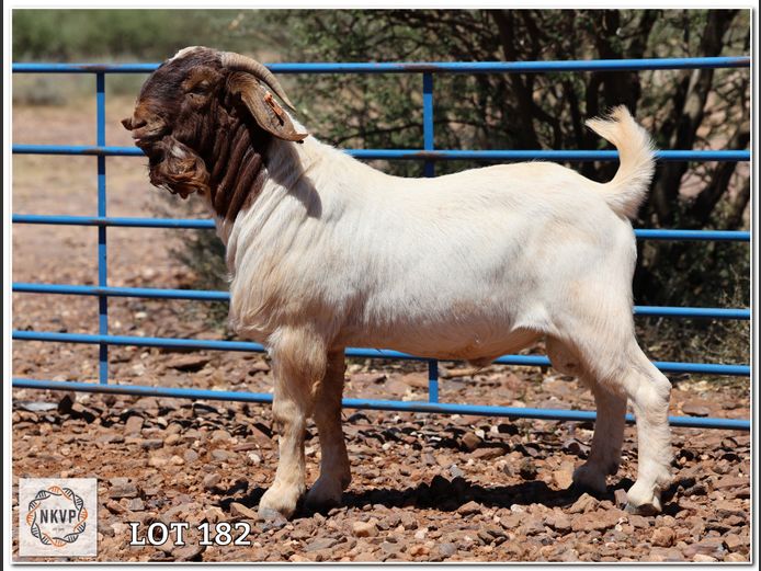 617 24 0151 | LOUIS VAN RENSBURG, H/A LEEUPUT TRUST