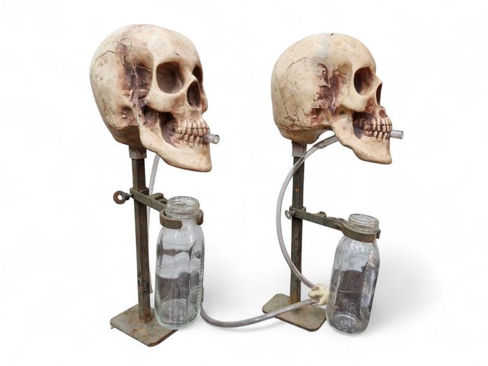 Decorative Skull Scientific-Like Apparatus Art