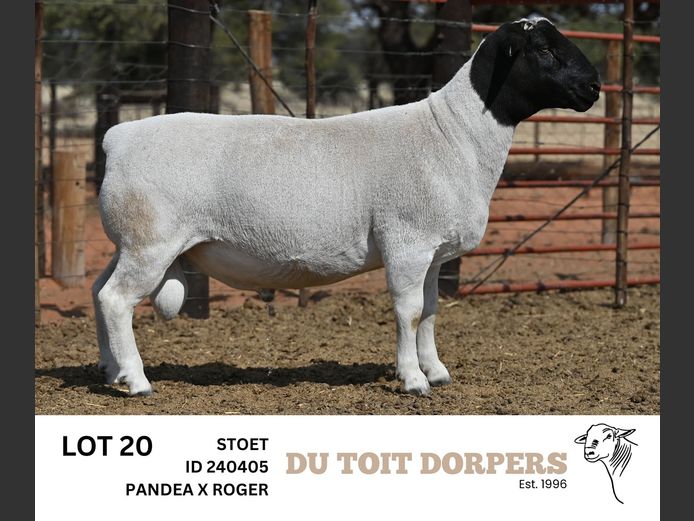 240405 | DU TOIT DORPERS
