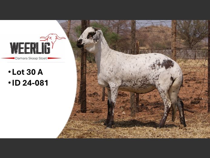 24-081 | WEERLIG DAMARA SKAAP STOET