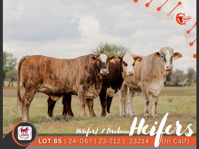 COMERCIAL FEMALES | OTONGOVI HEREFORD