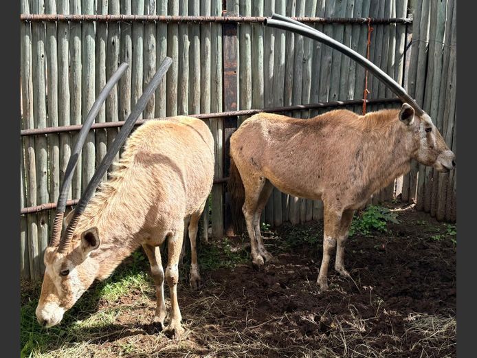 Goue Gemsbok Koeie