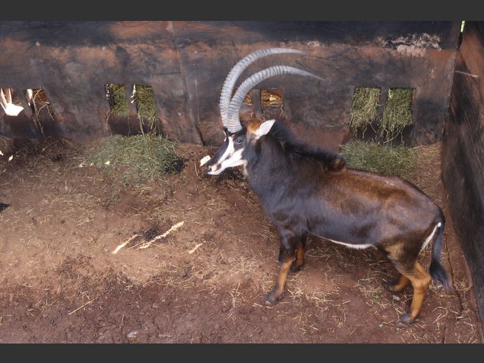 SABLE 37"