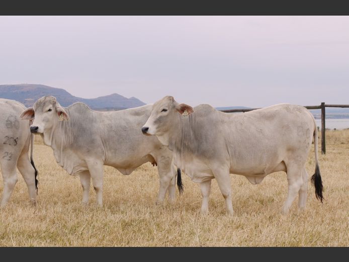 Commercial Animals