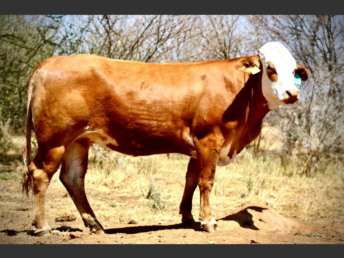 UVS2313 | UGAB VALLEY SIMBRAS