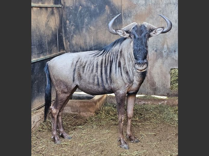 BLUE WILDEBEEST | LIMPOPO STUD GAME