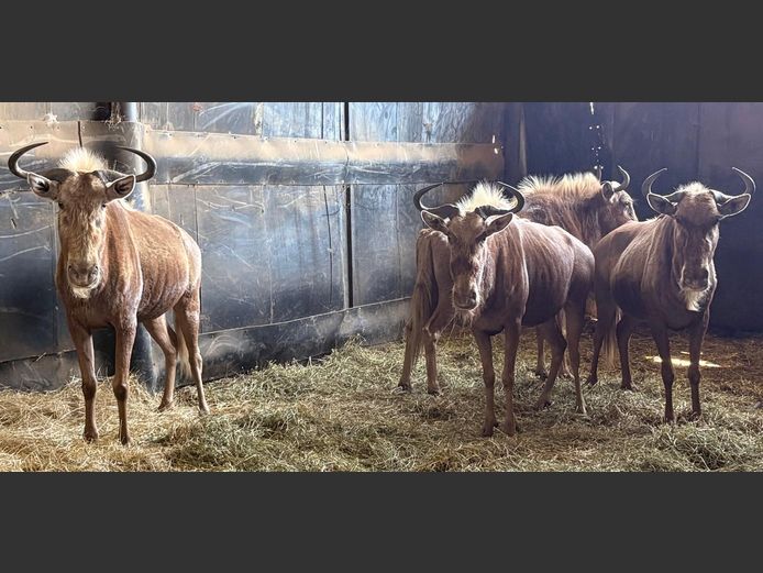 Goue Wildebees Koeie