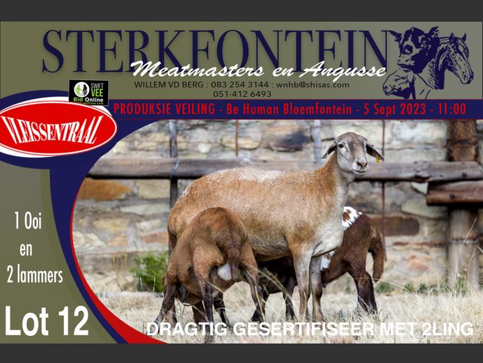 Ewes | Sterkfontein Meatmasters