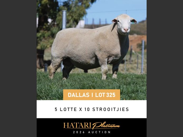 SEMEN LOT | DZ210197 | VREDESIG FORBES
