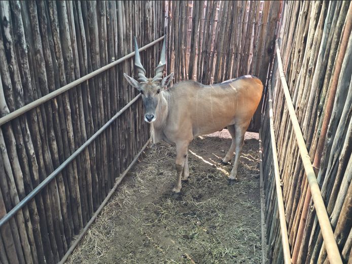 ELAND | HANLEY