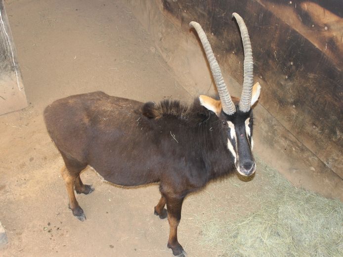 SABLE TROPHY BULL | INYATHI