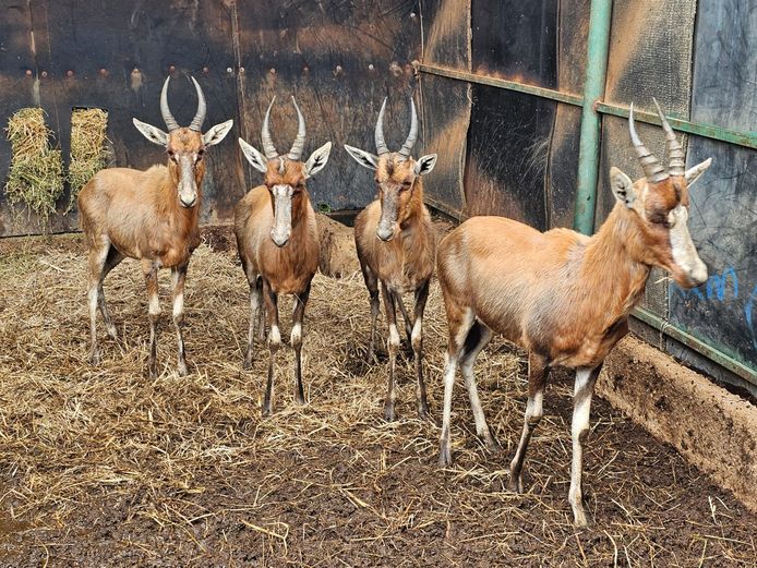 BLESBLUCK | 4 x COLUMBIA & 1 x EB WILD