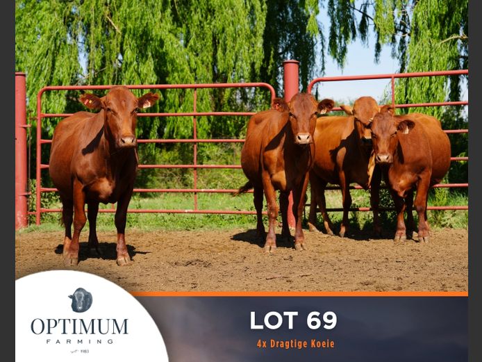 Commercial Animals | OPTIMUM FARMING M WIPPLINGER