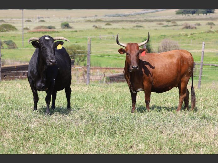 Commercial Animals
