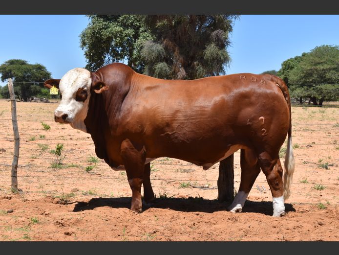 RUB2247 | RUMBA SIMBRA