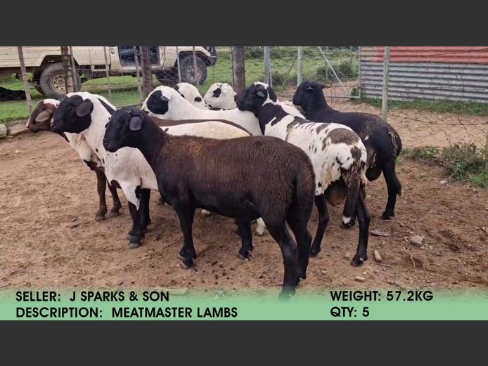 Lambs | J Sparks & Son