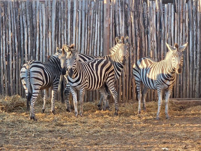 ZEBRA | NYLSVLEI GAME