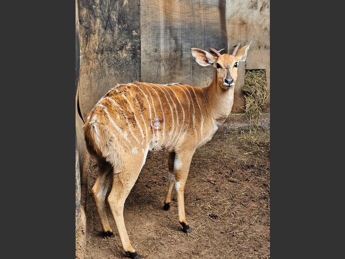 NYALA | LEBENKELE