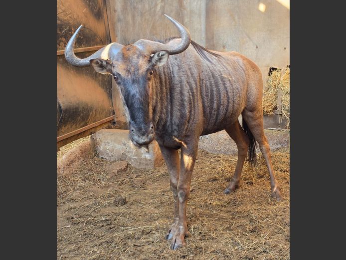 BLOUWILDEBEES | DITJABE WILDLIFE