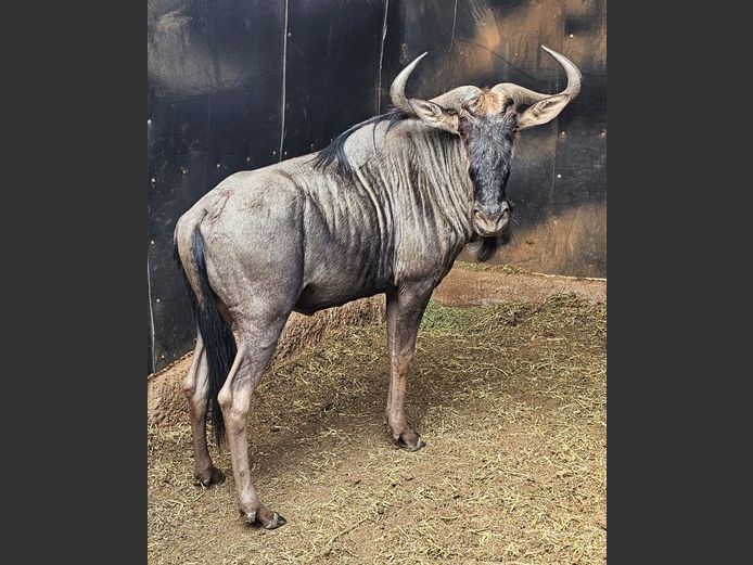 BLUE WILDEBEEST | GNG PROJECTS