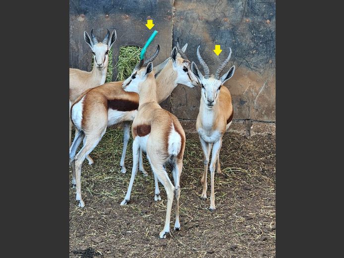 SPRINGBOKKE | MAS TRADING