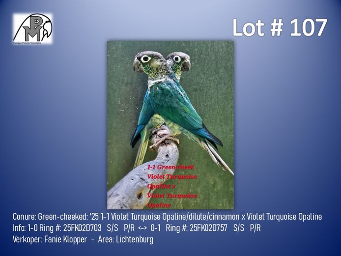 1-1 '25 Conure: Green-cheeked: Violet Turquoise Opaline/dilute/cinnamon x Violet Turquoise Opaline - Fanie Klopper