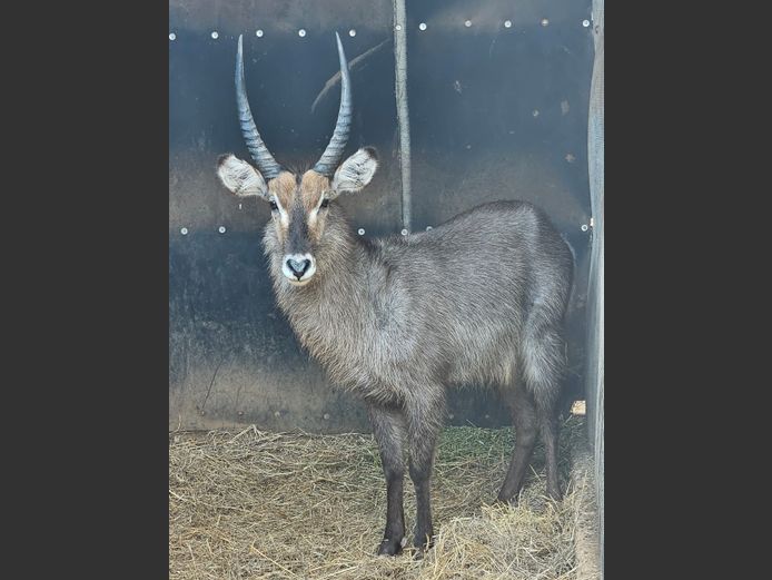 WATERBOK | MOUNT STUART BOERDERY