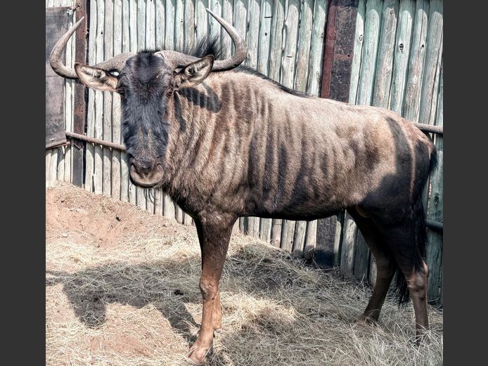 Blouwildebees Bul
