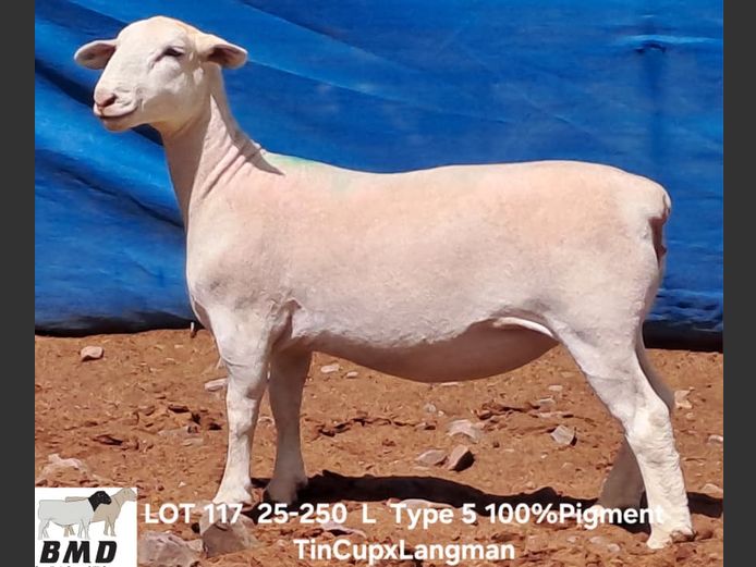 25-250 | BROER MARITZ DORPERS