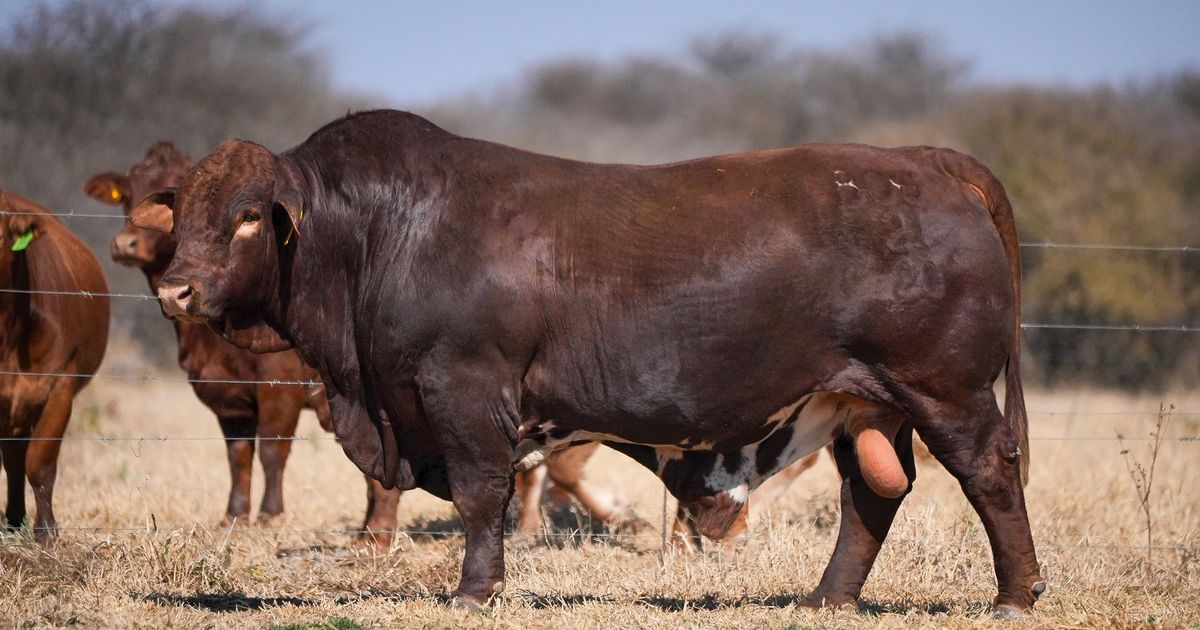 Lot 9 | 26STE NASIONALE BEEFMASTER VEILING | SwiftVEE | South Africa’s ...