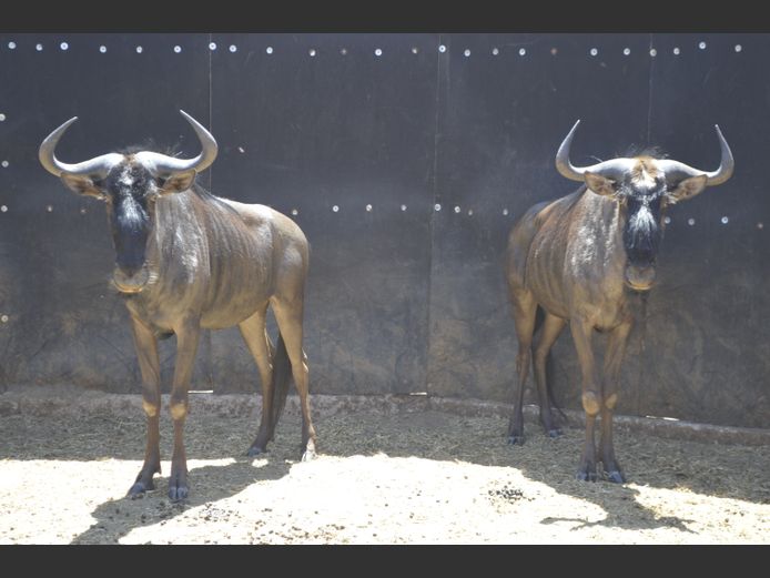 Blouwildebees | AP vd Merwe