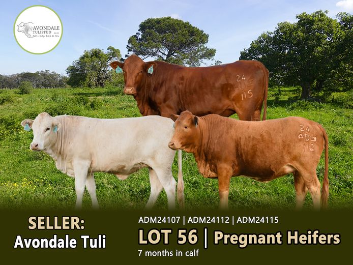 Commercial Animals | AVONDALE TULI