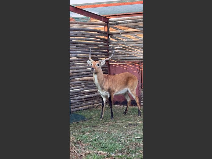 LECHWE BUL