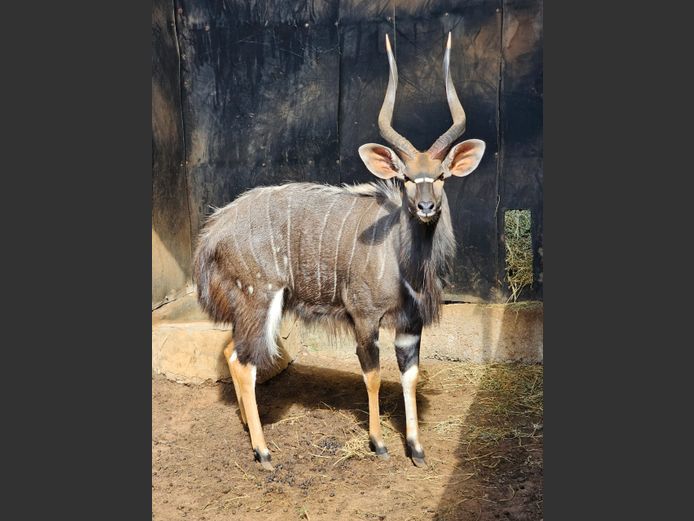 NYALA 27 ½” | BIRKEN VERVOER