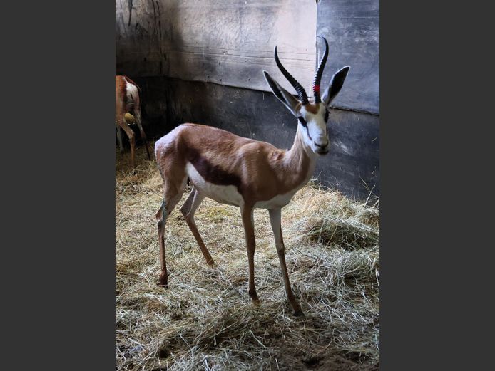 KALAHARI SPRINGBOK | AL BADENHORST