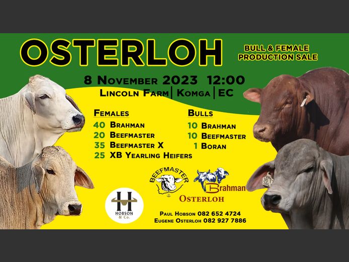 OSTERLOH BULL & FEMALE PRODUCTION SALE