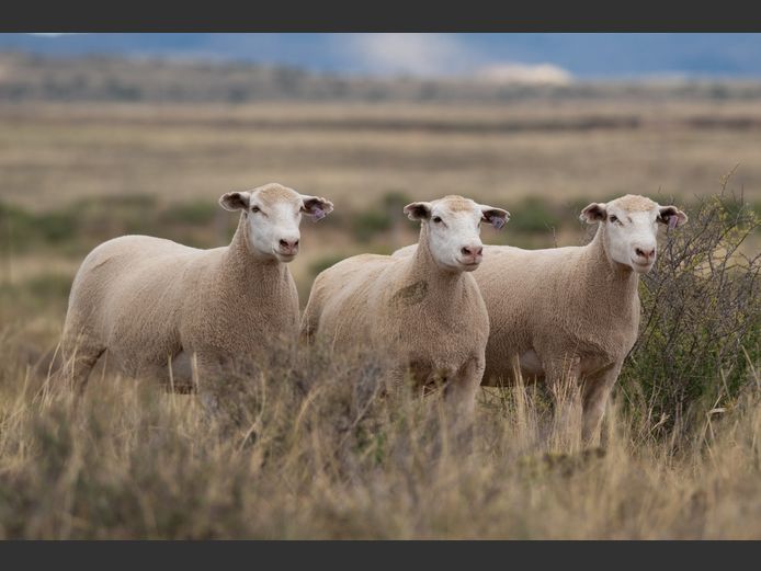 DZ 250081 | 2 STEYNS BOERDERY