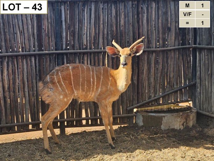 NYALA | ROOIVOOR