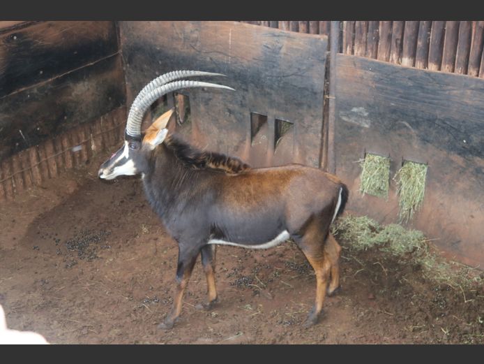 SABLE 34 1/2"