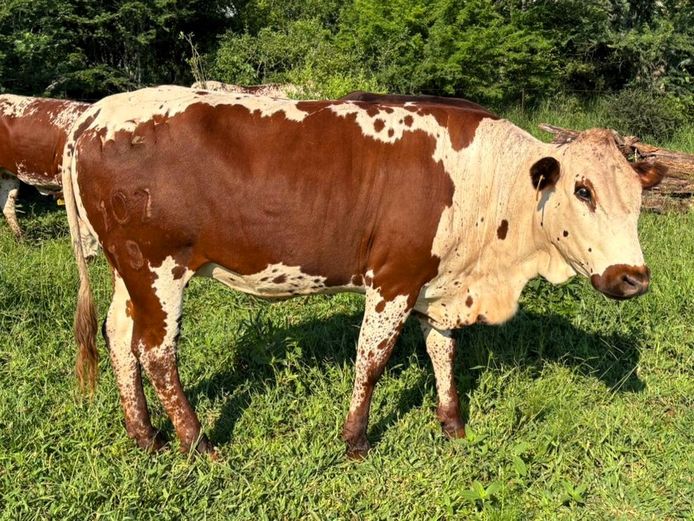 HZH 190107 | HZH NGUNI`S