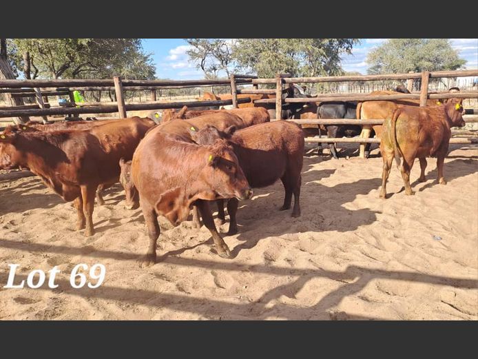 Stud Animals | Gesina