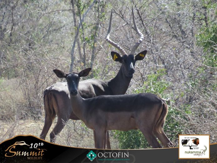 24 7/8" Black Impala Ram